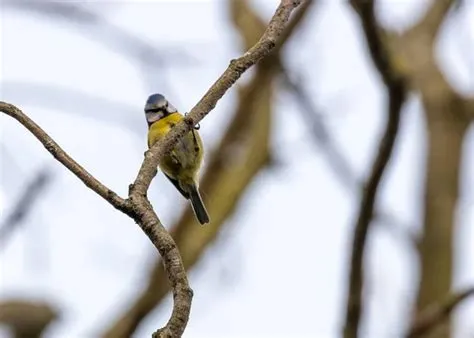  Das Wudaohe-Nationalreservat - Ein Paradies für Vogelbeobachter und Naturliebhaber!